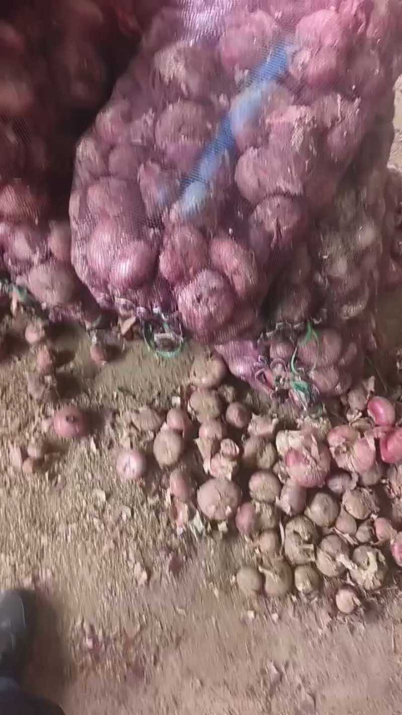 山东洋葱红皮洋葱基地直发一手货源量大从优实力保证全国发货