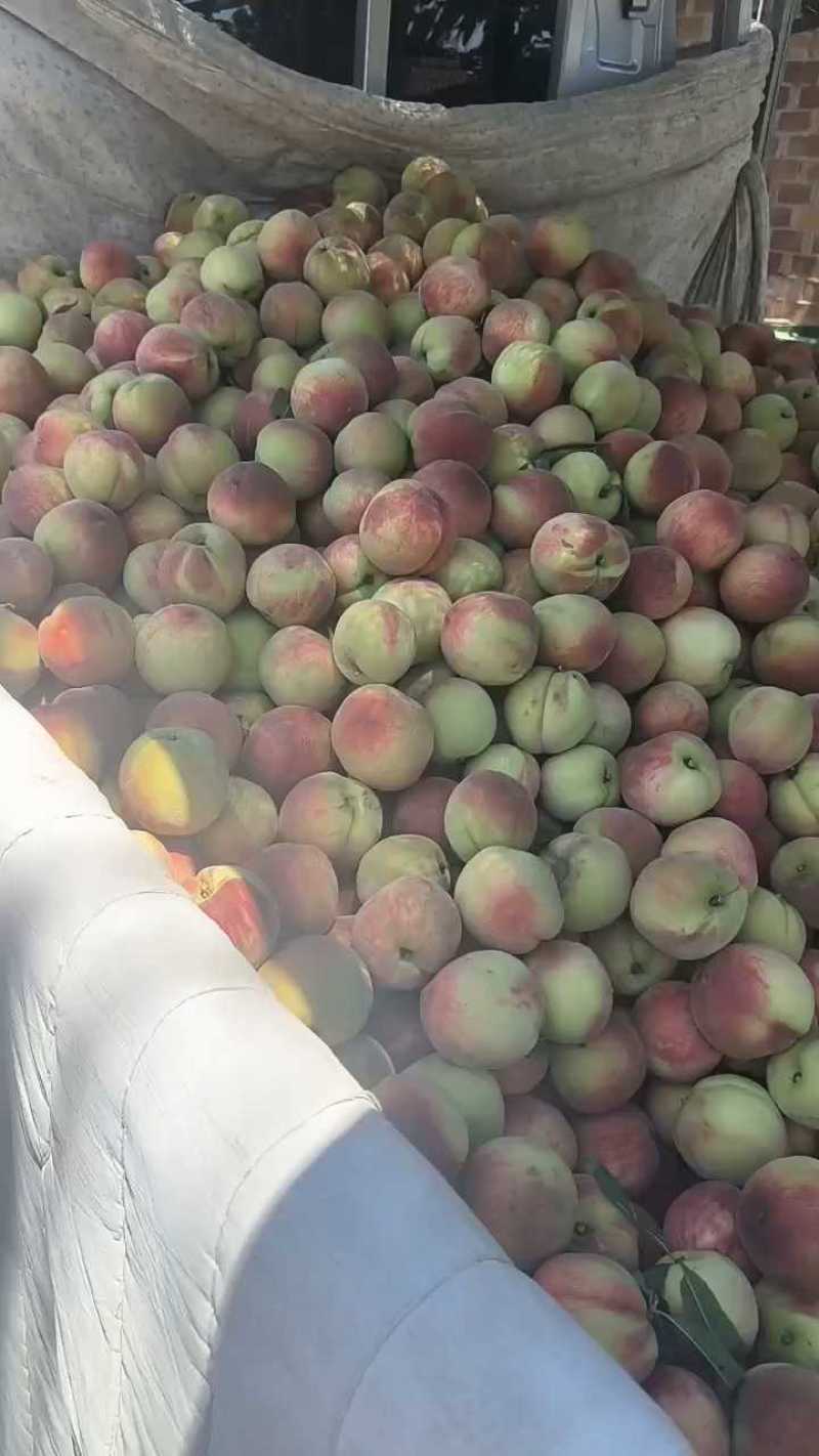 桃大量有货，质量好价格美丽！