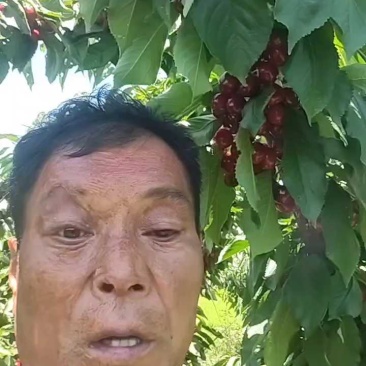 陕西合阳樱桃，现场看货，口感甜！