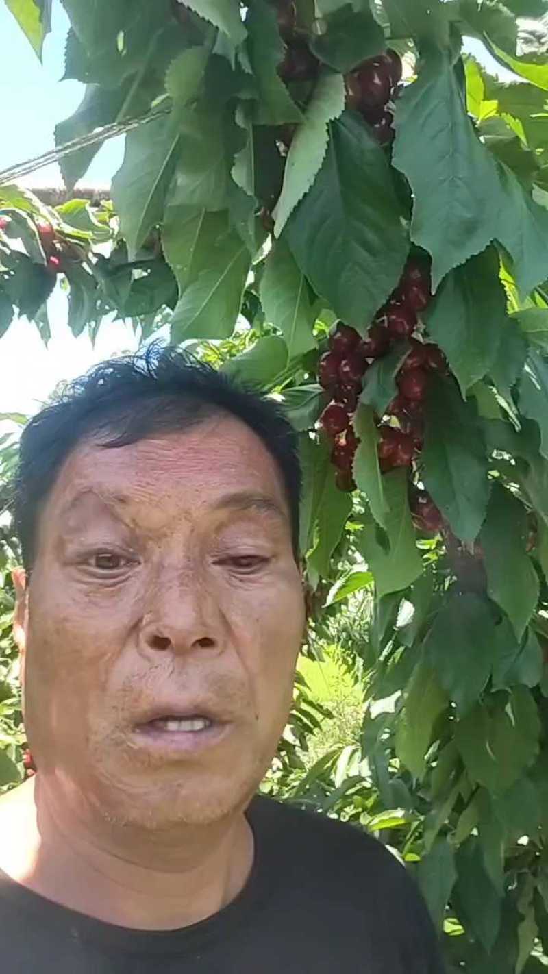 陕西合阳樱桃，现场看货，口感甜！