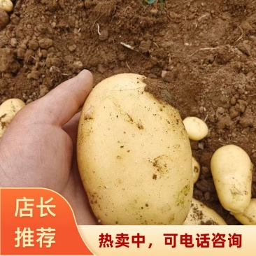 湖北南漳县沃土5号土豆一手货源地可对接商超市场冷库