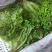 黄叶生菜产量大，一斤半多，价格实惠！