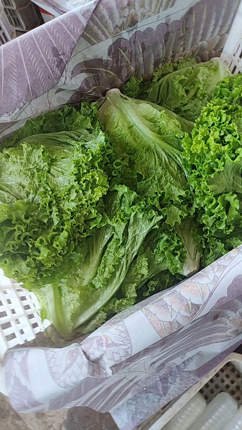 黄叶生菜产量大，一斤半多，价格实惠！