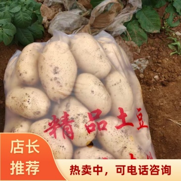 湖北襄阳南漳县实验1号土豆种植基地货源2026现货直发