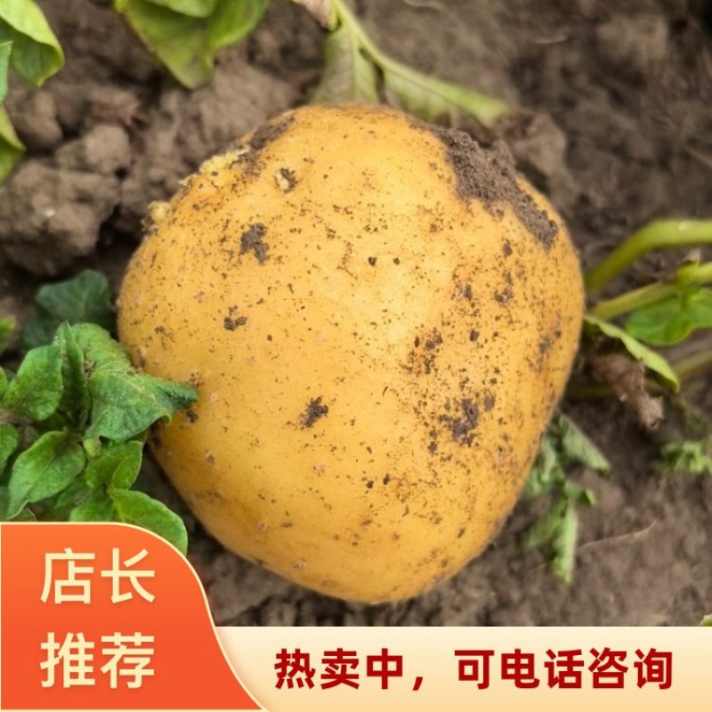 湖北襄阳实验1号土豆产地直销黄皮黄心马铃薯批发