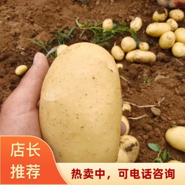 湖北南漳县沃土五号精品土豆一手货源无中间商赚差价