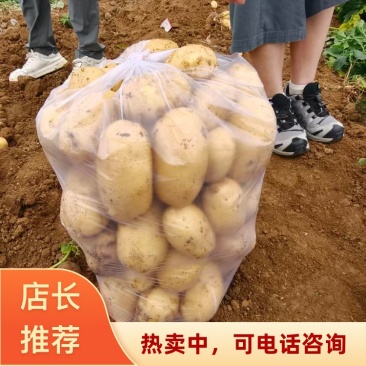 湖北襄阳产地直发沃土五号土豆一手货源新鲜上市