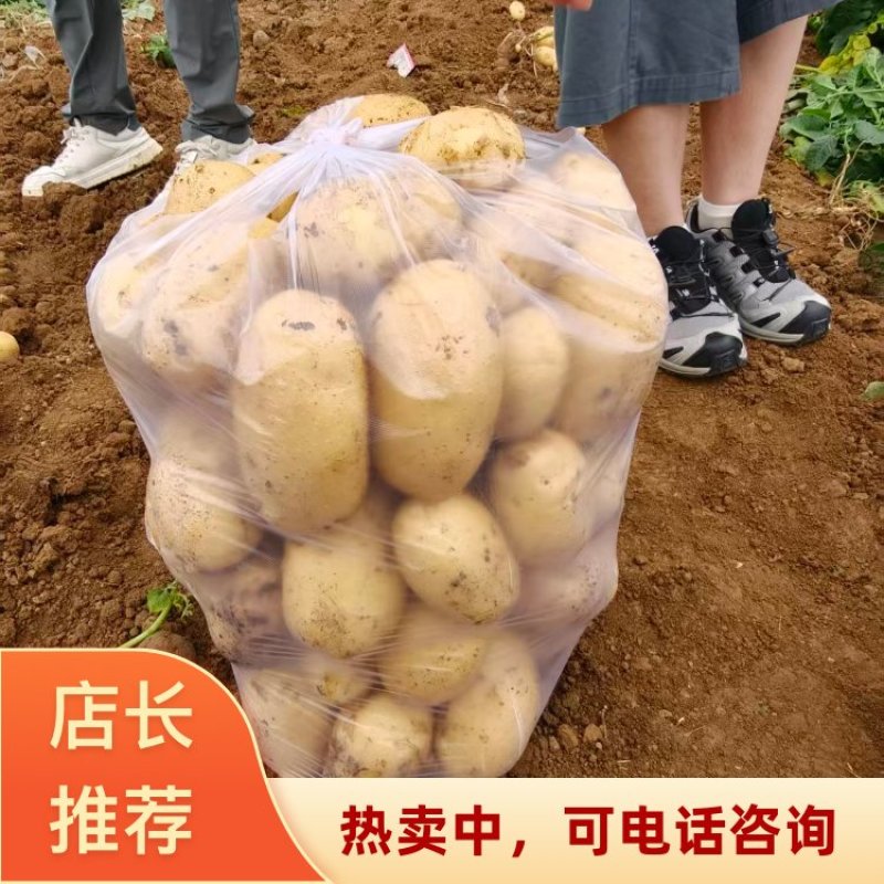 湖北襄阳产地直发沃土五号土豆一手货源新鲜上市