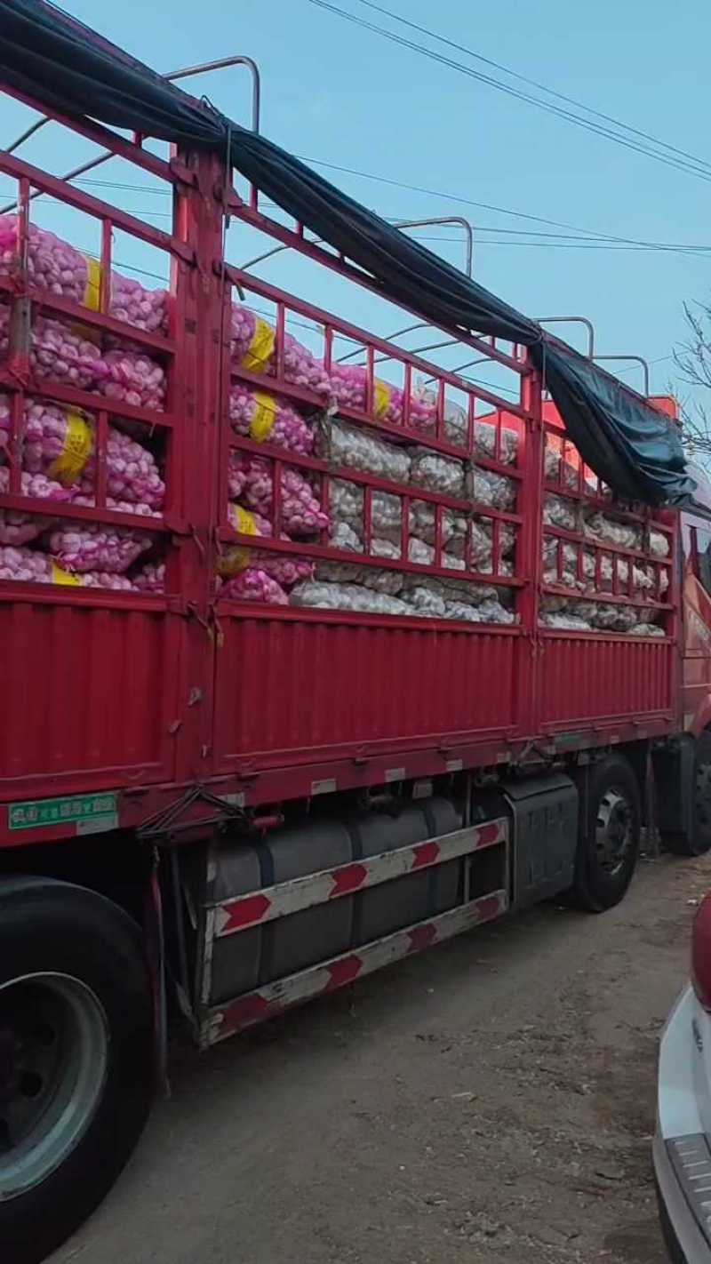 山东大蒜干大蒜紫皮大蒜颗颗饱满产地直供一手货源诚信经营