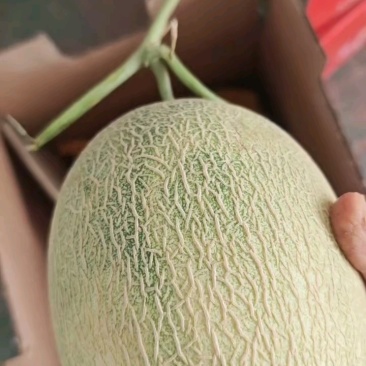 吐鲁番西洲蜜25号哈密瓜，脆甜美味。