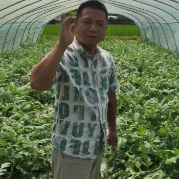 达州无籽美都西瓜千亩基地一手好货对接全国客商