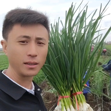 东北一点红蒜苗，青蒜苗大量上市，欢迎广大客商前来采购