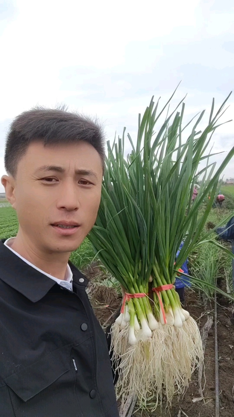 东北一点红蒜苗，青蒜苗大量上市，欢迎广大客商前来采购