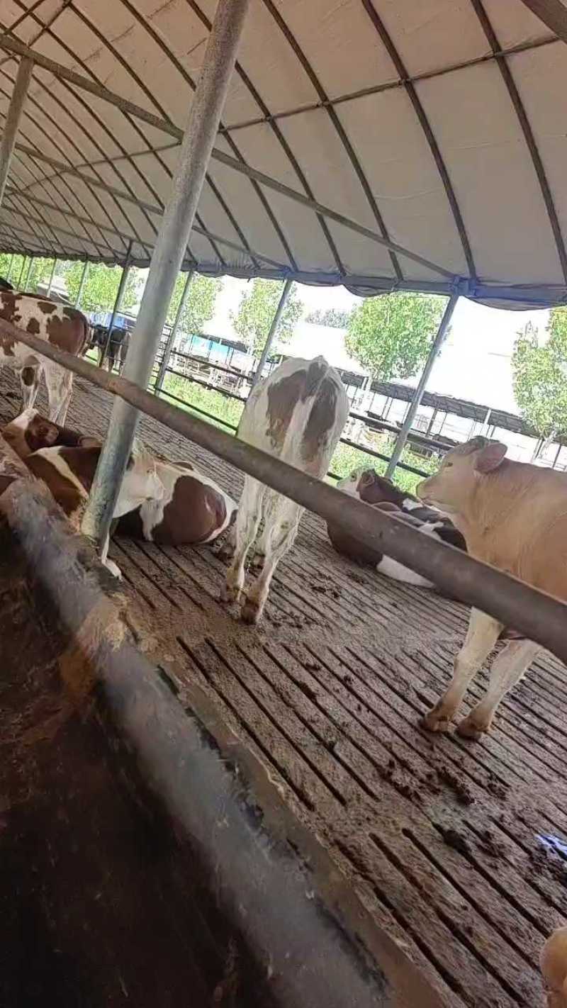 [热]西门塔尔牛小公牛小母牛包技术包成活货到付款