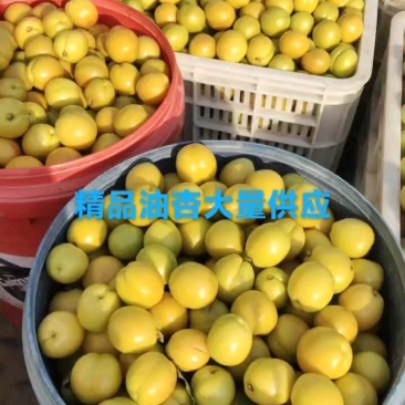 精品油杏大量供应，欢迎订购！