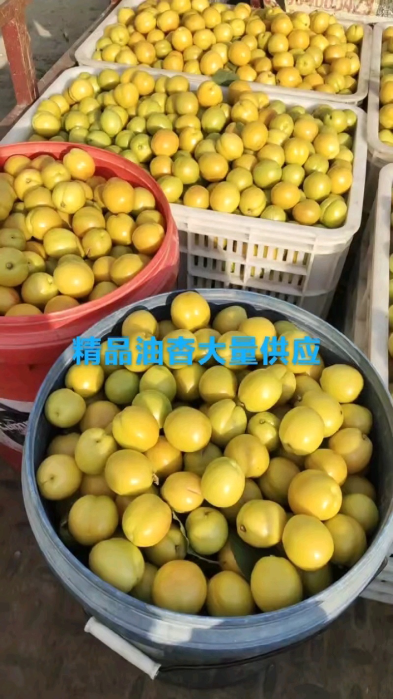 精品油杏大量供应，欢迎订购！
