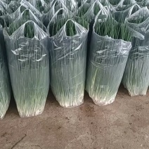 香葱大量有货，四季小葱，现货供应中，随到随装，代发全国