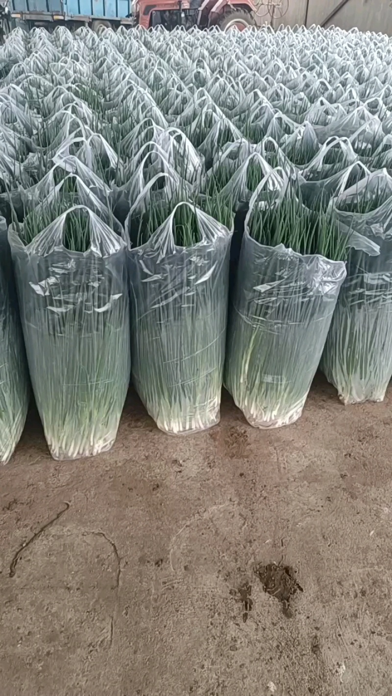 香葱大量有货，四季小葱，现货供应中，随到随装，代发全国