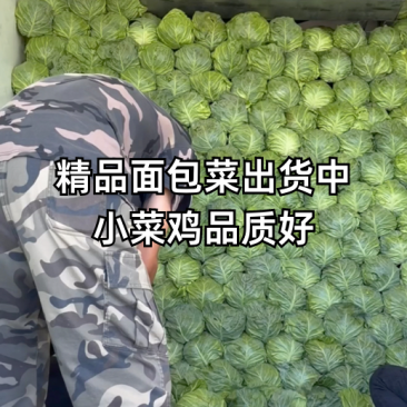 山西精品韩绿甘蓝圆包菜全国发货色泽翠绿大小适中