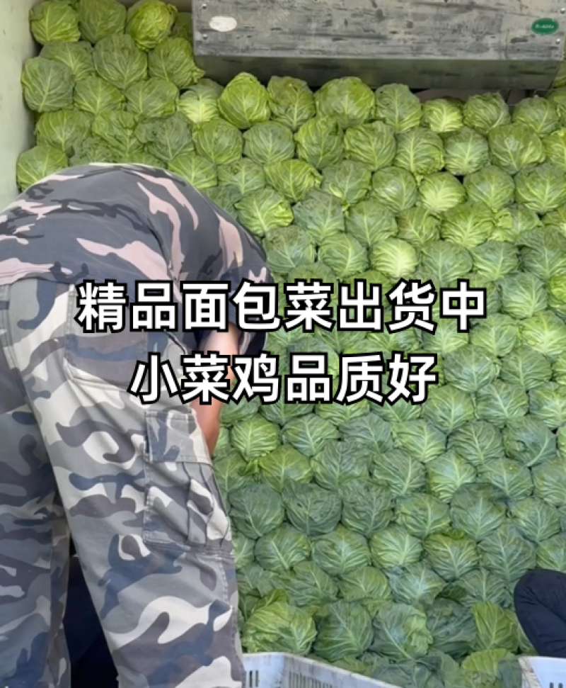 山西精品韩绿甘蓝圆包菜全国发货色泽翠绿大小适中