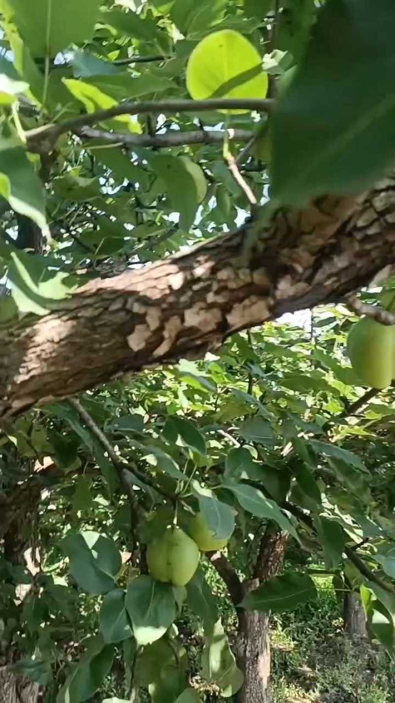 蒲城早熟梨(六月酥)大量有货，果皮青绿，无渣，一手货源。