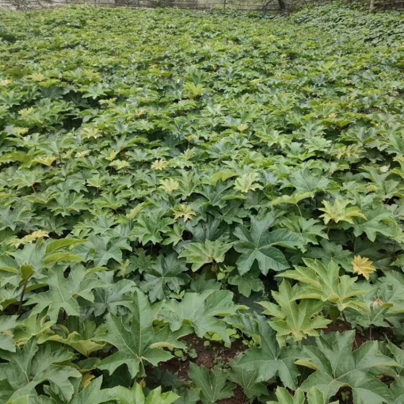 通草苗产地直发量大从优诚信合作欢迎来电合作