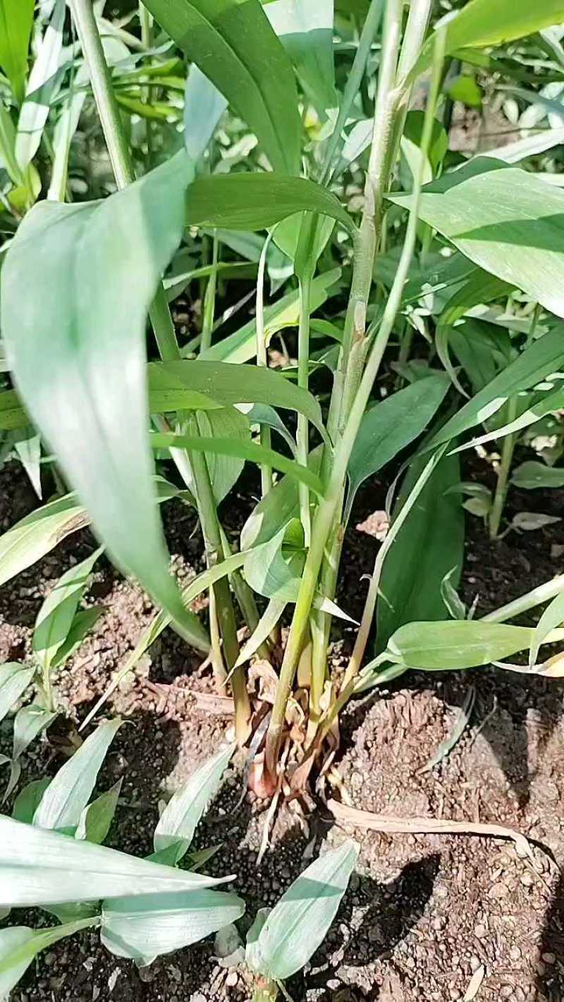广西贵港益智仁苗基地直发货源充足欢迎随时联系看货
