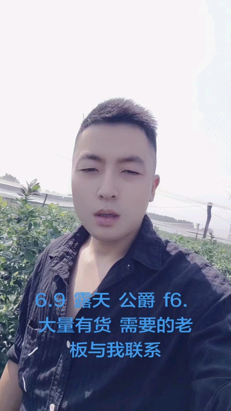 蓝莓/露天公爵蓝莓/大量上市对接超市，电商，批发市场