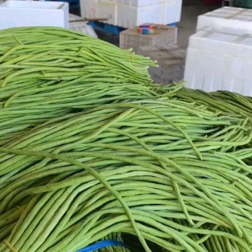 青条豆角长豆角支持视频看货打款发货欢迎订购