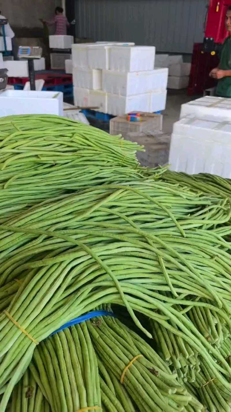 青条豆角长豆角支持视频看货打款发货欢迎订购