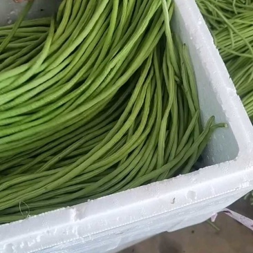 长豆角青条豆角缸豆产地看货论价保质保量欢迎订购