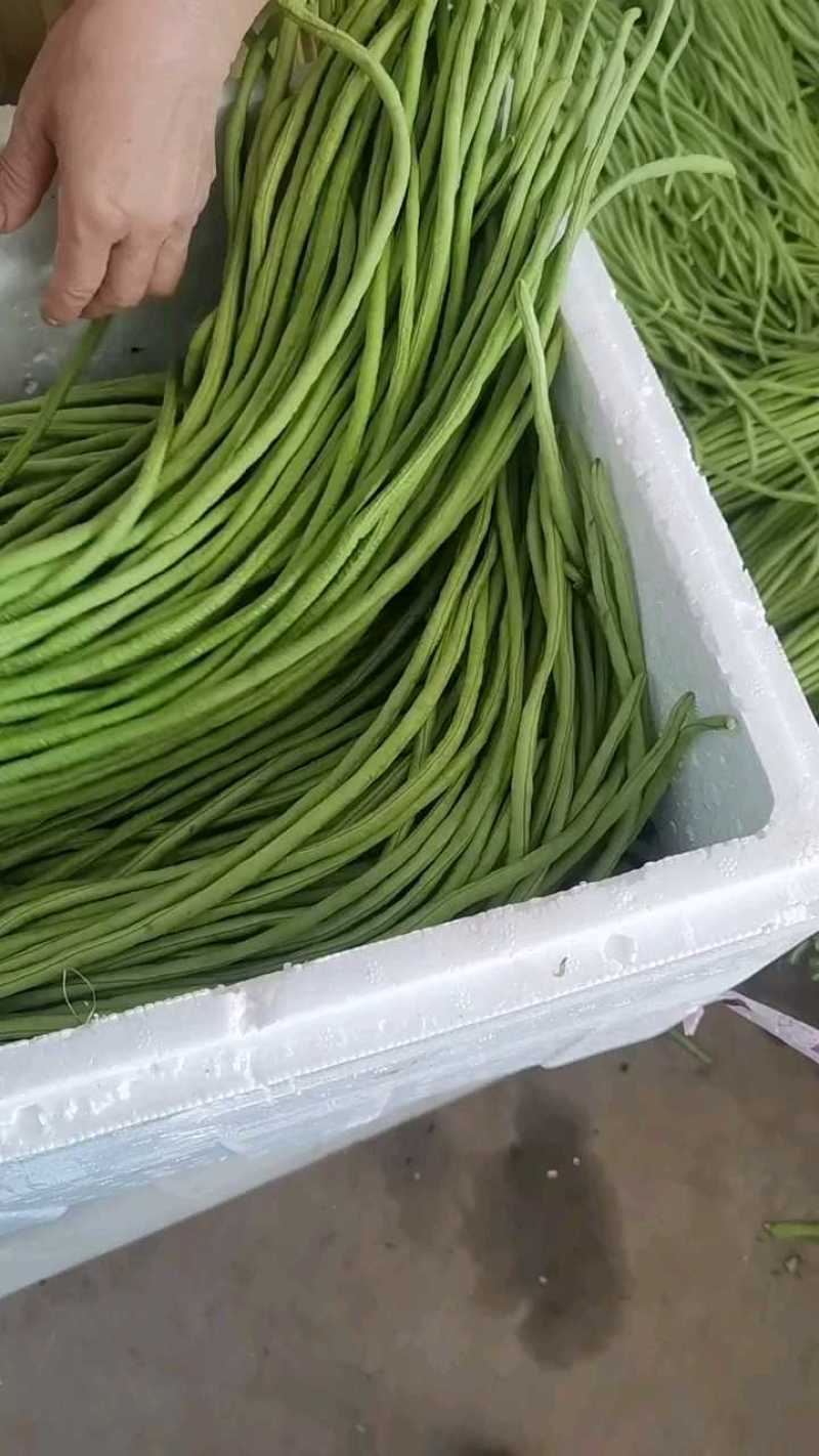 长豆角青条豆角缸豆产地看货论价保质保量欢迎订购