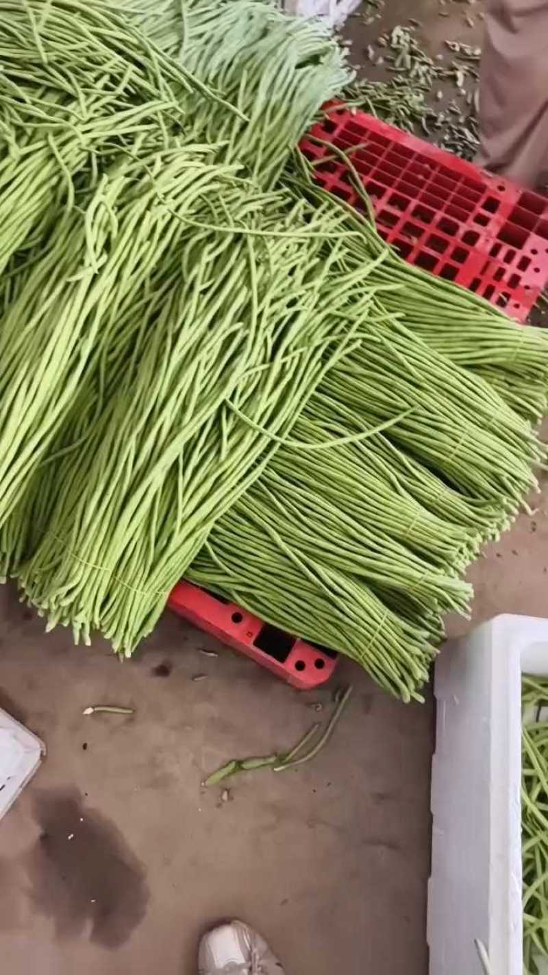 豆角长豆角青条豆角產地直销视频看货打款发货