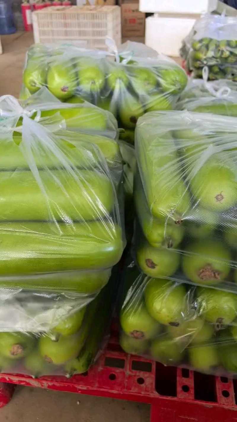 瓠子大量上市支持视频看货量大从优欢迎订购