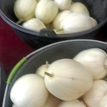 优质白玉香瓜产地直批新鲜采摘口感佳量大价优