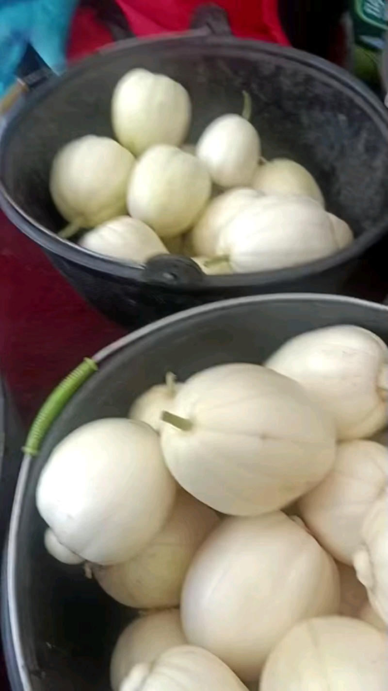 优质白玉香瓜产地直批新鲜采摘口感佳量大价优