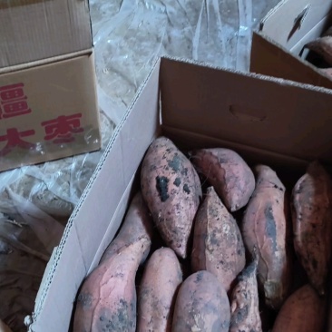 烟薯25红薯，品种有西瓜红，龙薯九，商薯19，哈蜜，济薯