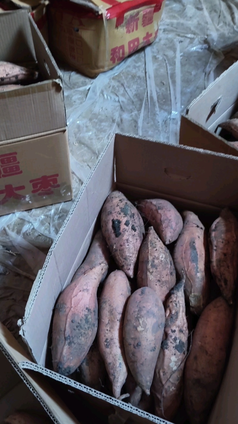 烟薯25红薯，品种有西瓜红，龙薯九，商薯19，哈蜜，济薯