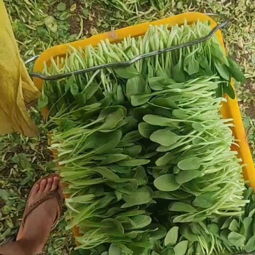 深圳鸡毛菜基地！长年每天新货供应！深圳现割每天从深圳发货