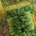 深圳鸡毛菜基地！长年每天新货供应！深圳现割每天从深圳发货