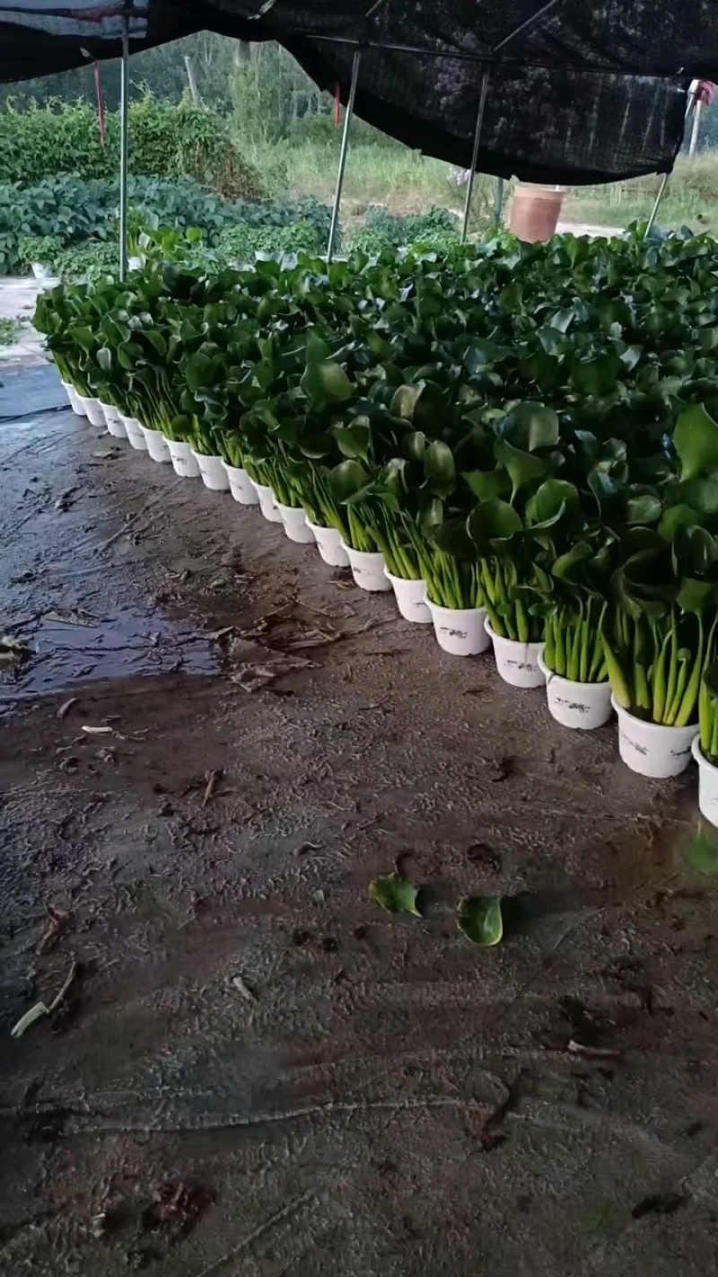 凤眼蓝