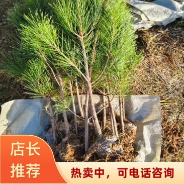 山东临沂黑松(杯苗)基地直发量大从优代发全国