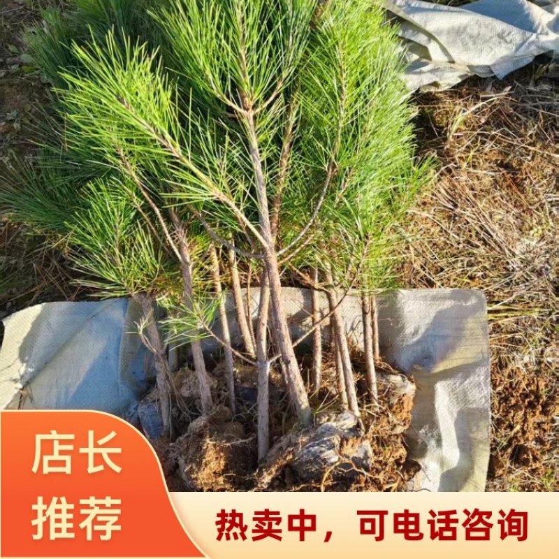 山东临沂黑松（杯苗）基地直发量大从优代发全国