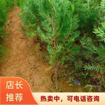 山东临沂直发侧柏50cm规格齐全提供技术支持欢迎下单