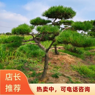 造型松山东临沂基地现挖现发提供技术保障品质