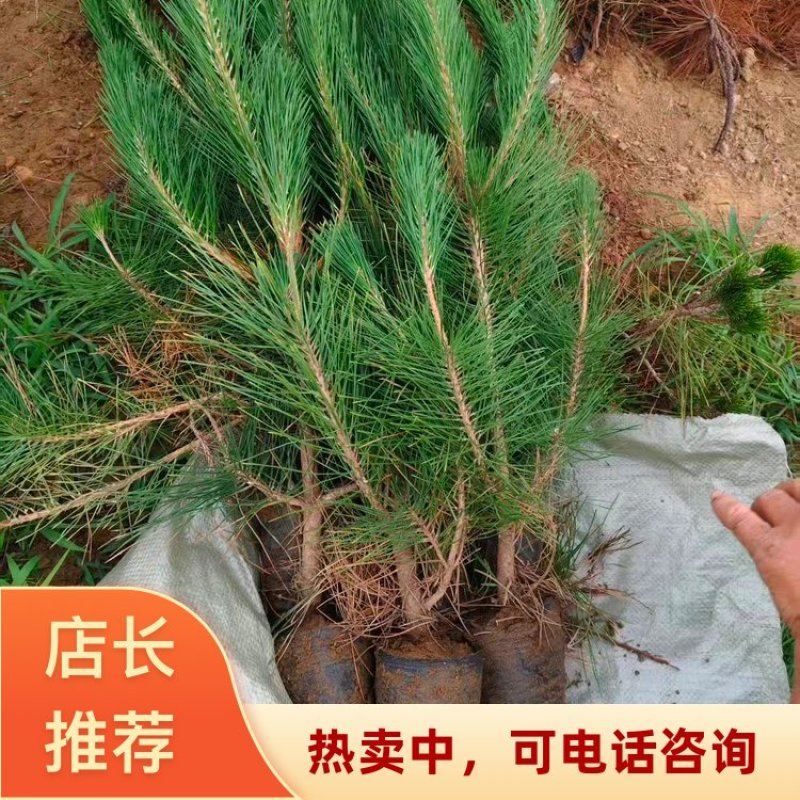 山东油松0.3-1.5m基地直发量大从优欢迎咨询