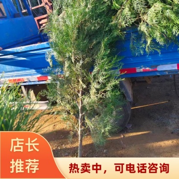 侧柏(大黑碗)山东临沂基地直发规格齐全提供技术支持