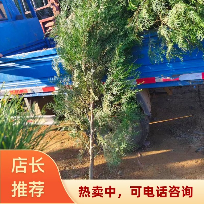侧柏（大黑碗）山东临沂基地直发规格齐全提供技术支持