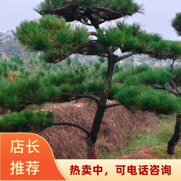 【精品】造型油松各种形态造型油松高矮都有欢迎采购