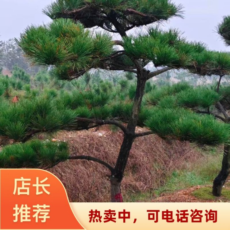 【精品】造型油松各种形态造型油松高矮都有欢迎采购